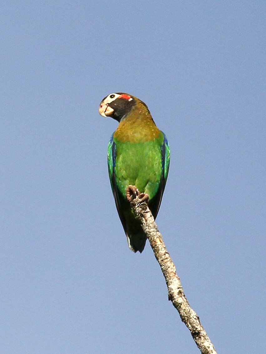 Brown-hooded Parrot - Charlotte Byers