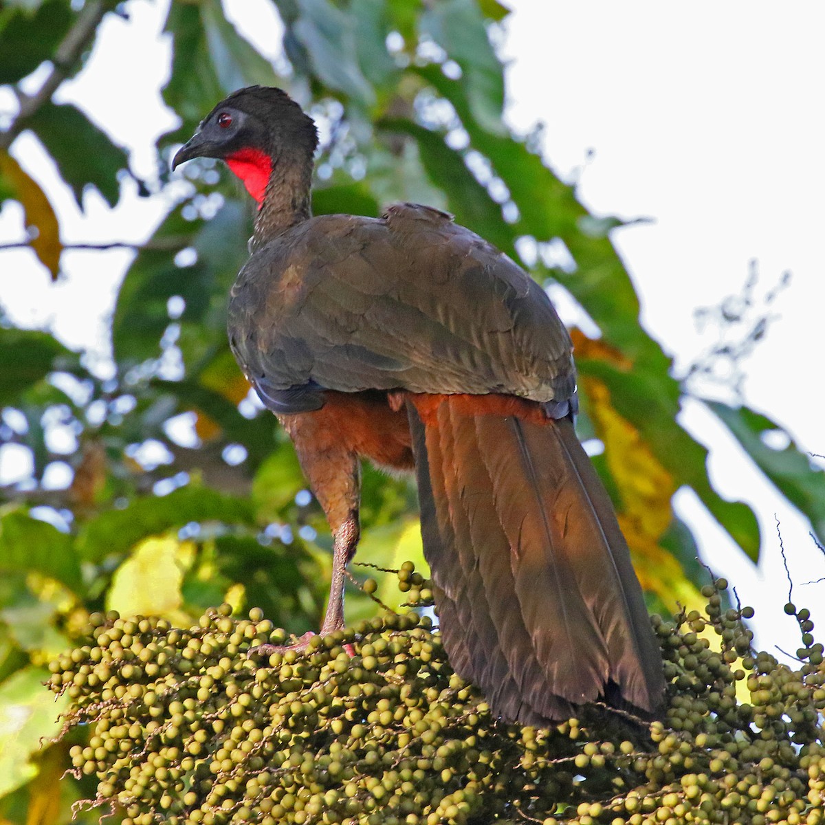 Crested Guan - Charlotte Byers