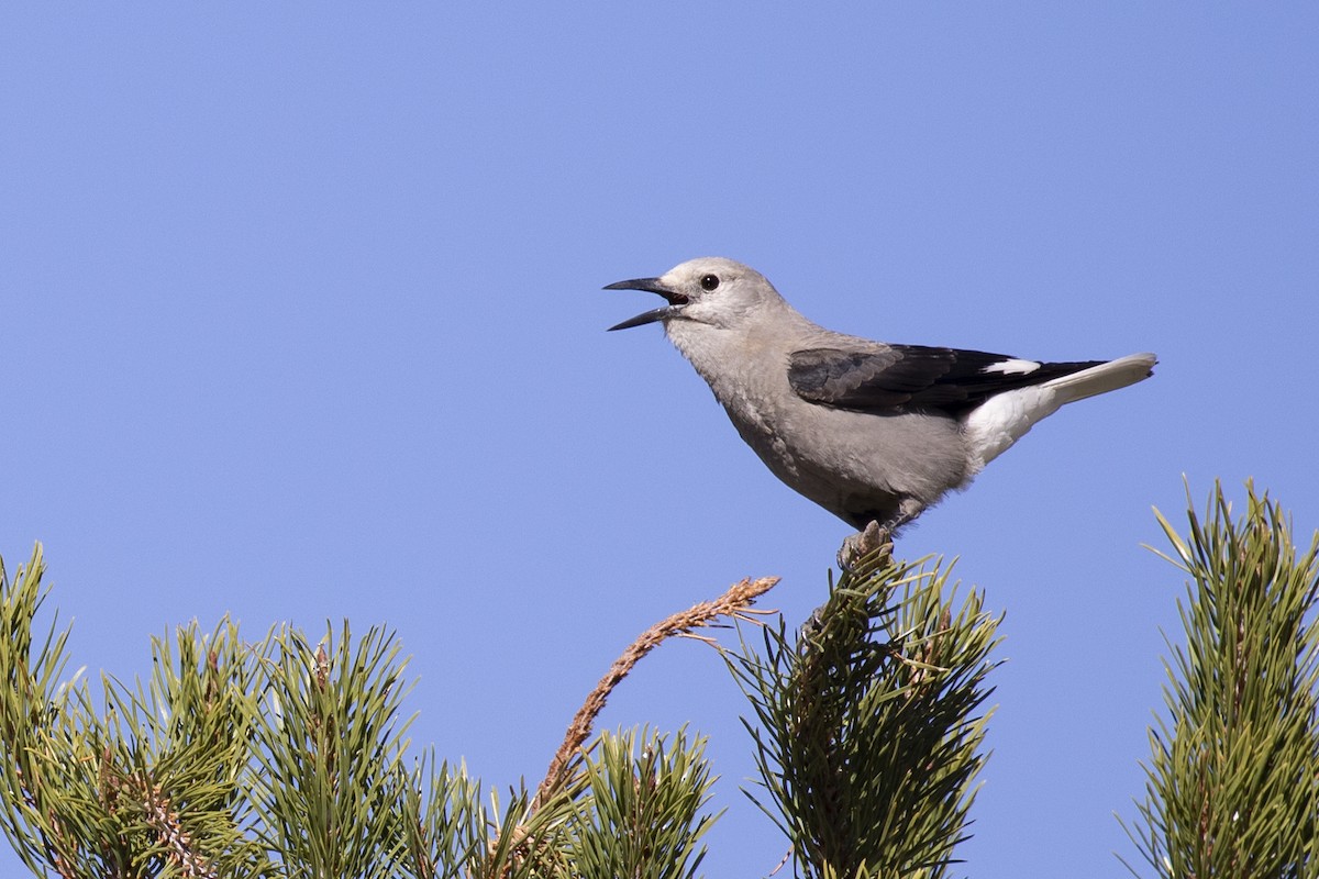 Clark's Nutcracker - ML272450981