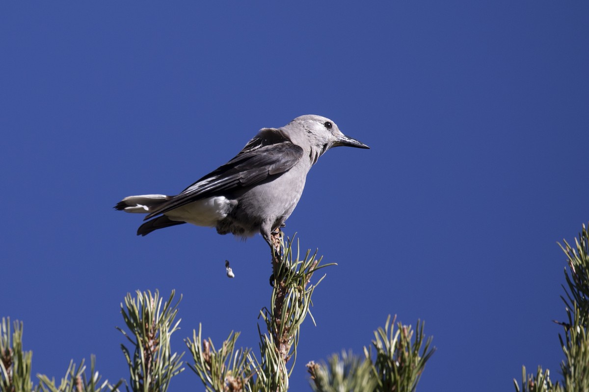 Clark's Nutcracker - ML272451021