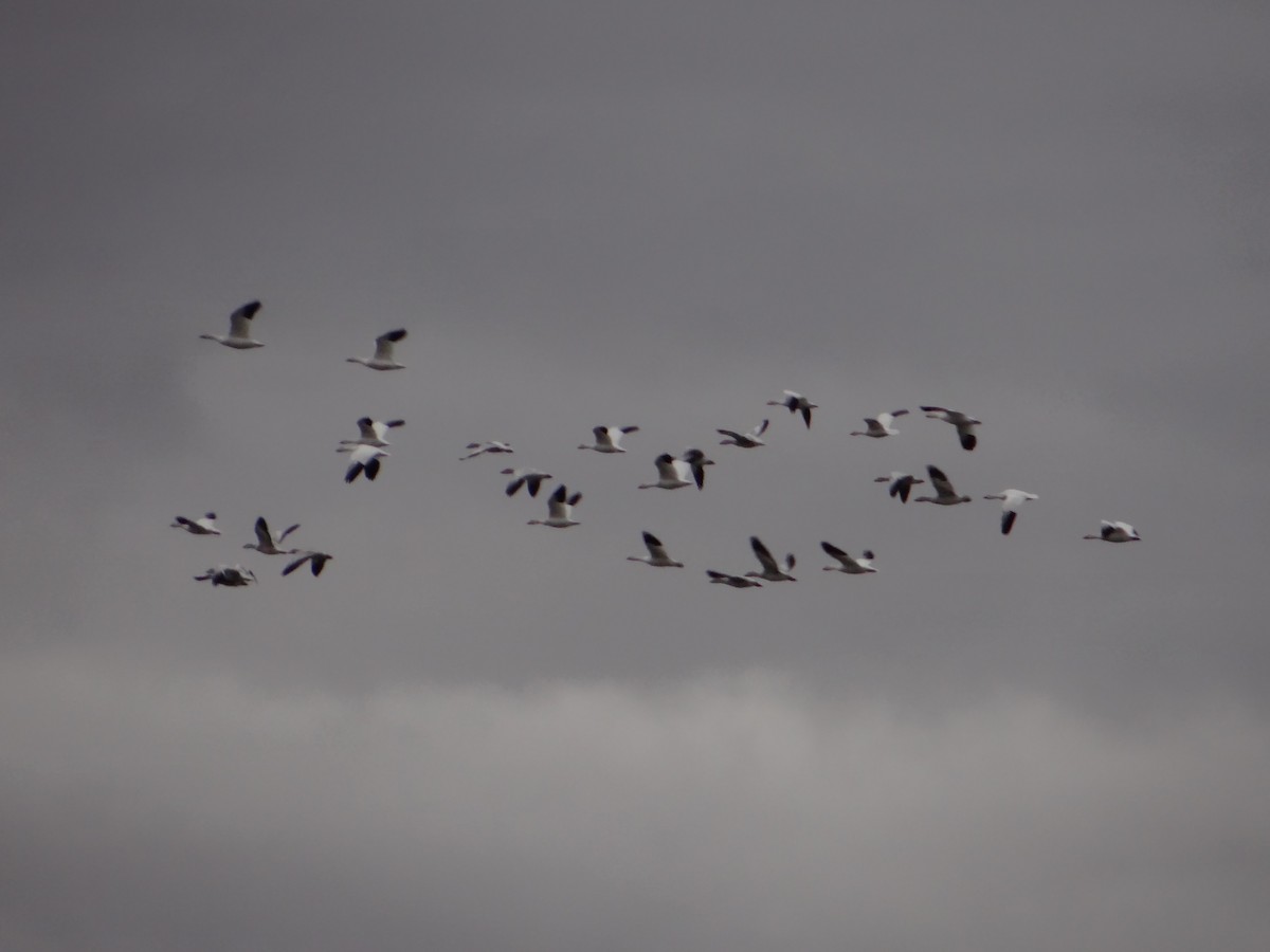 Snow Goose - Carl Lundblad