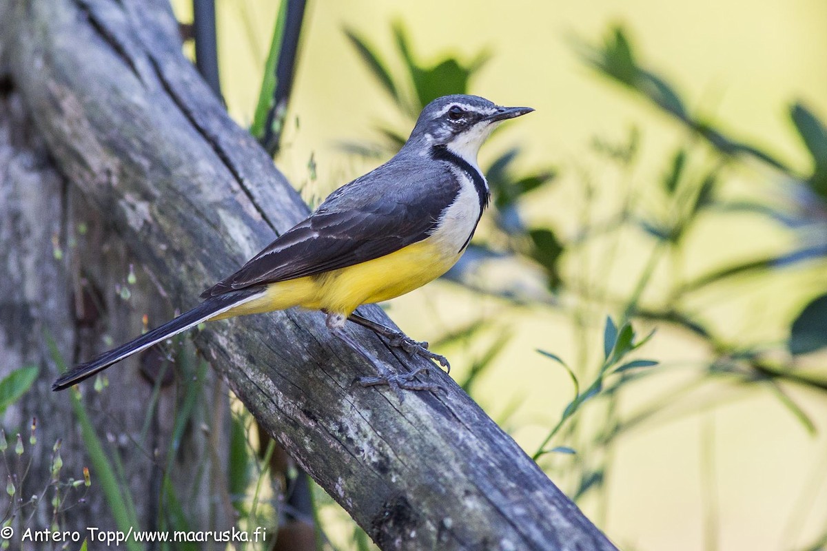 Madagascar Wagtail - Antero Topp