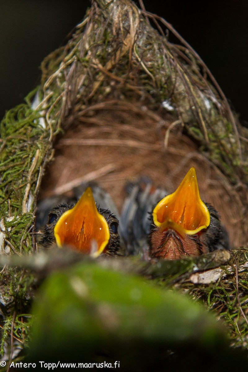 Long-billed Bernieria - ML27245351