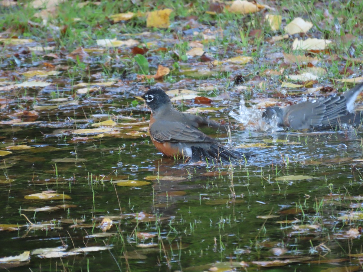 American Robin - ML272453721