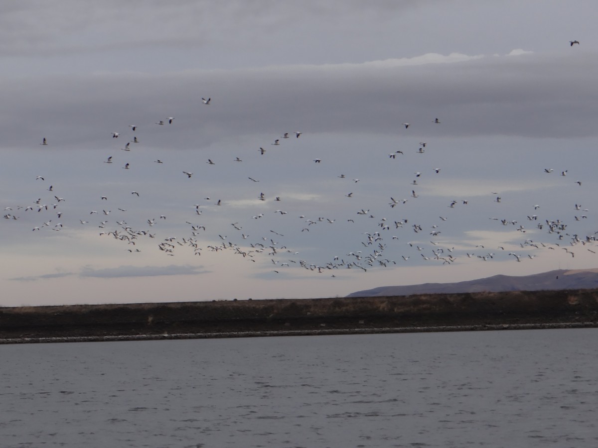 Snow Goose - Carl Lundblad