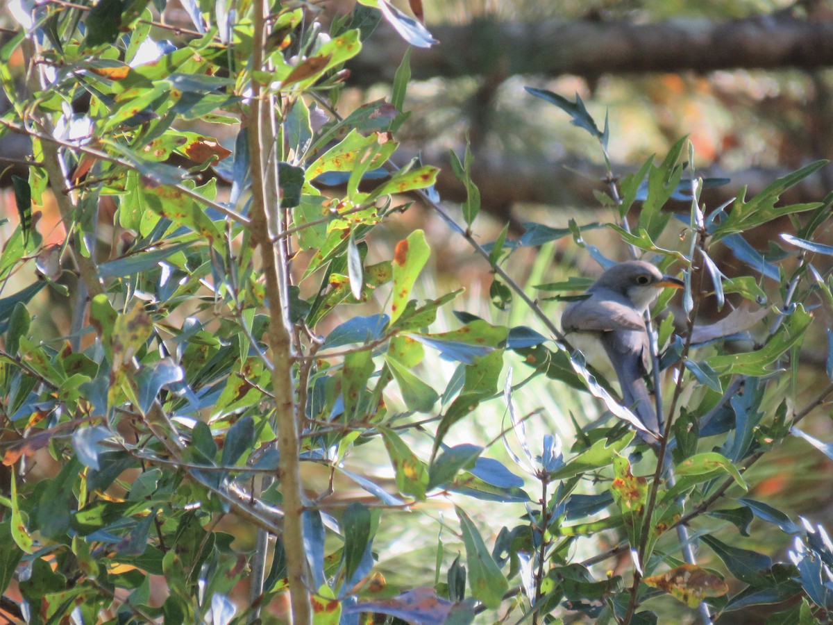 Yellow-billed Cuckoo - ML272454651