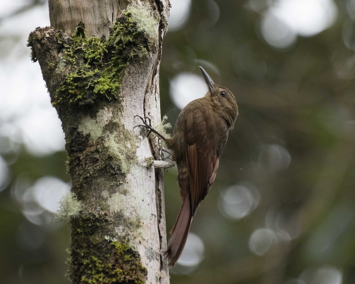 Tyrannine Woodcreeper - Anthony Kaduck