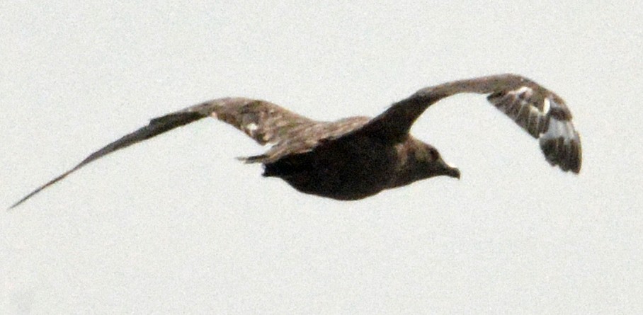 Skua - ML272457221