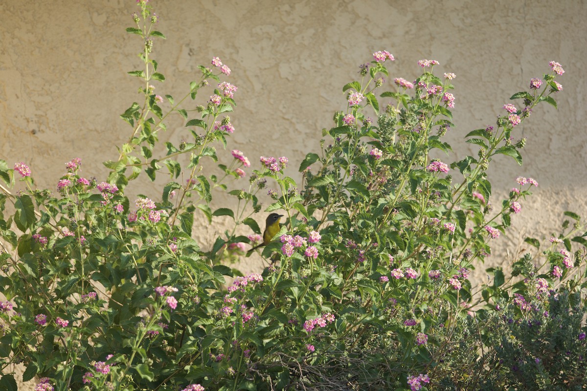 Yellow-breasted Chat - ML272458081