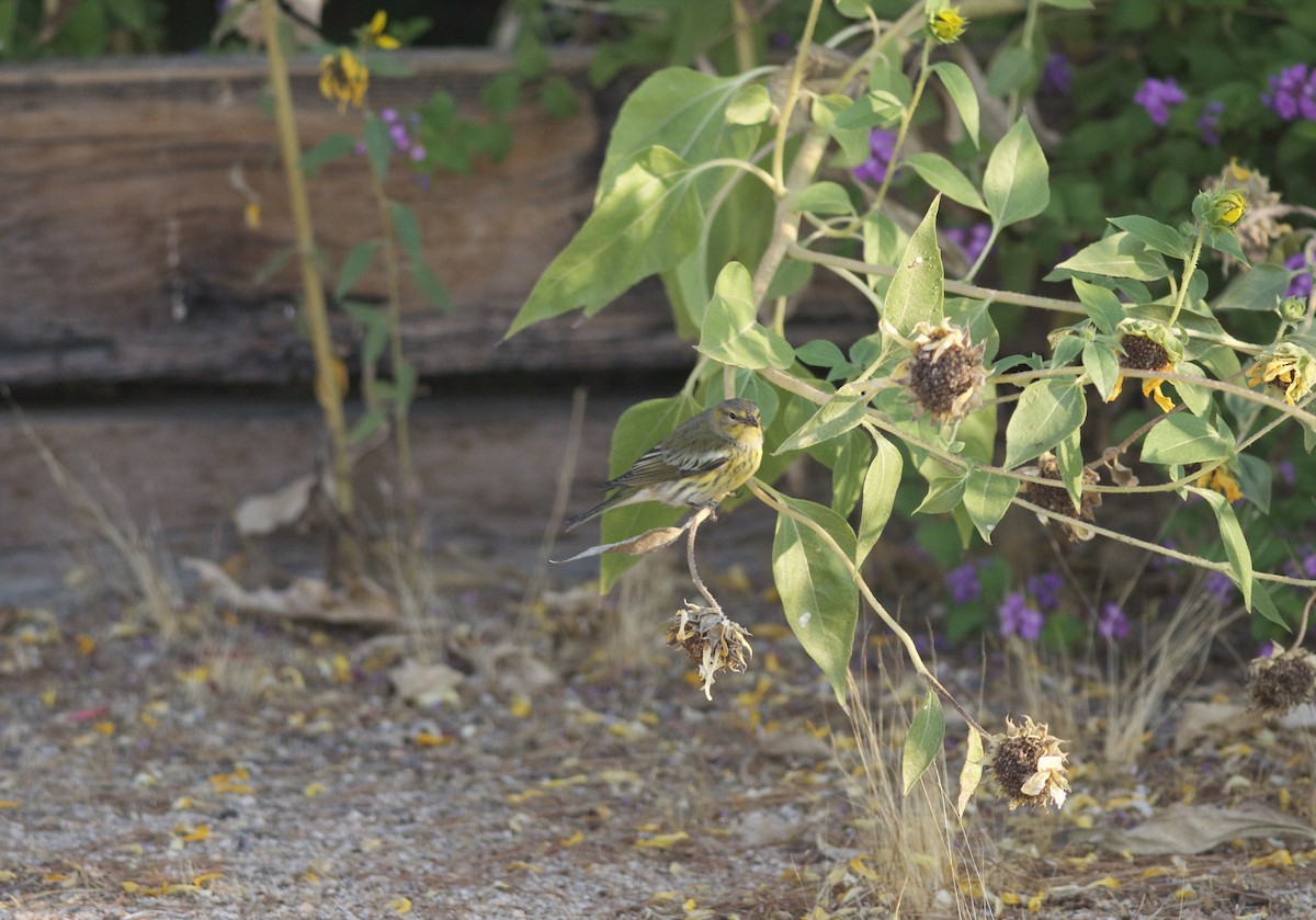 Cape May Warbler - ML272458231