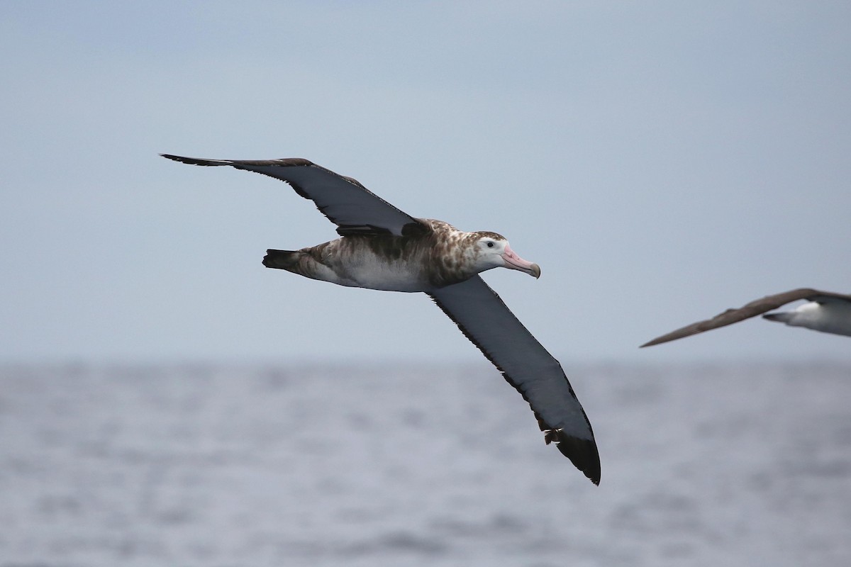 Amsterdam Gezgin Albatrosu - ML27245831