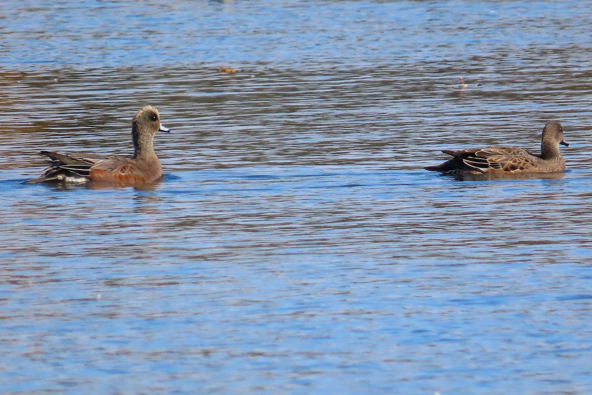 American Wigeon - ML272458331