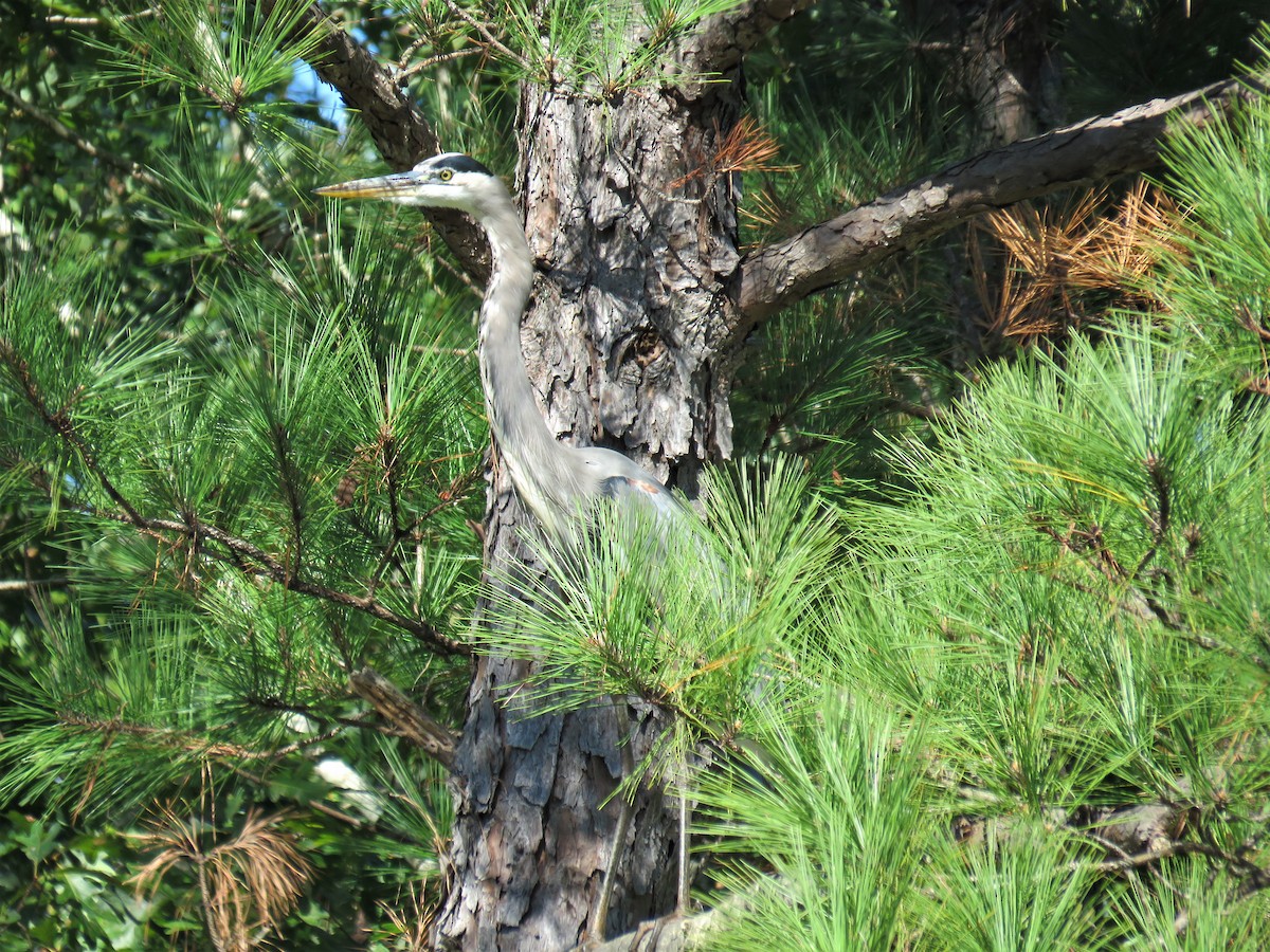 Great Blue Heron - ML272459201