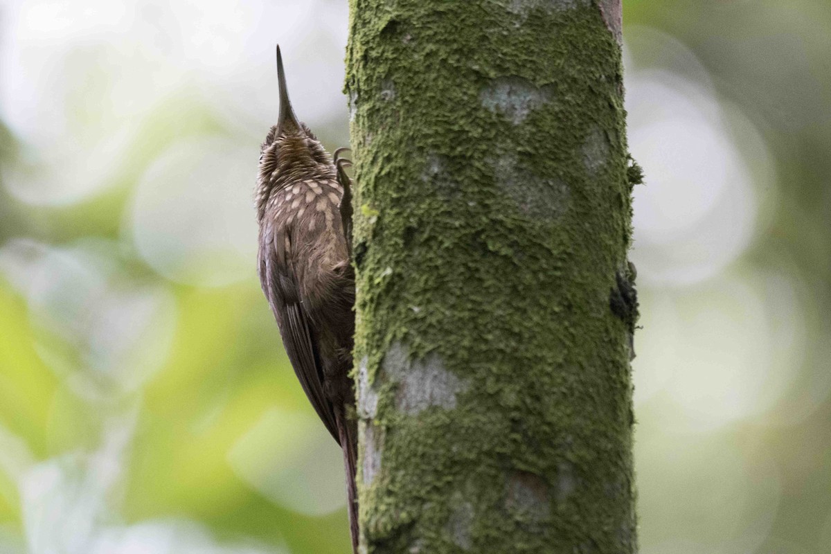 Cocoa Woodcreeper - Anthony Kaduck