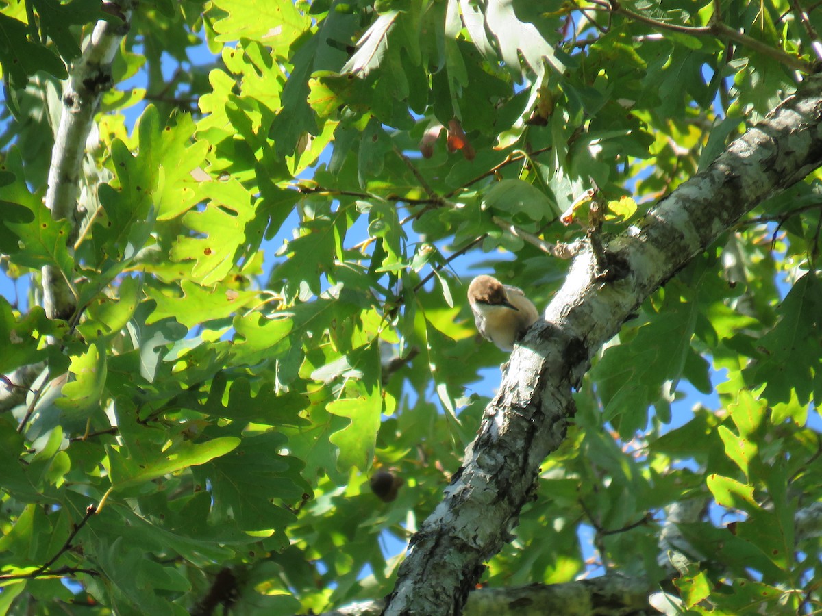 Brown-headed Nuthatch - ML272459431