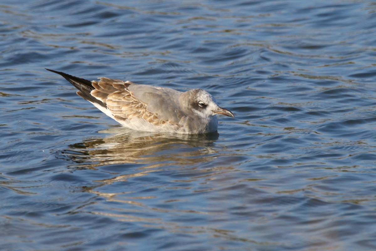 Laughing Gull - Devin Griffiths