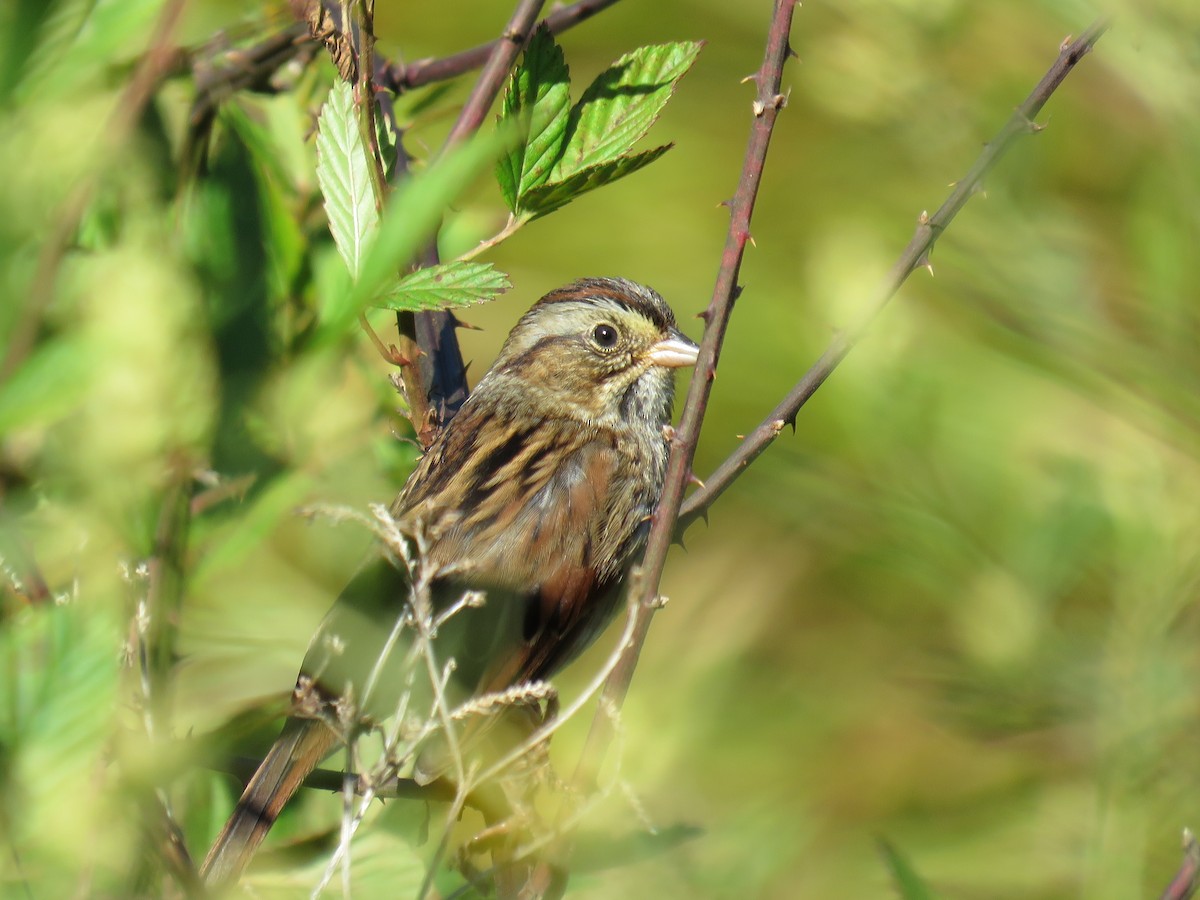Swamp Sparrow - ML272459941