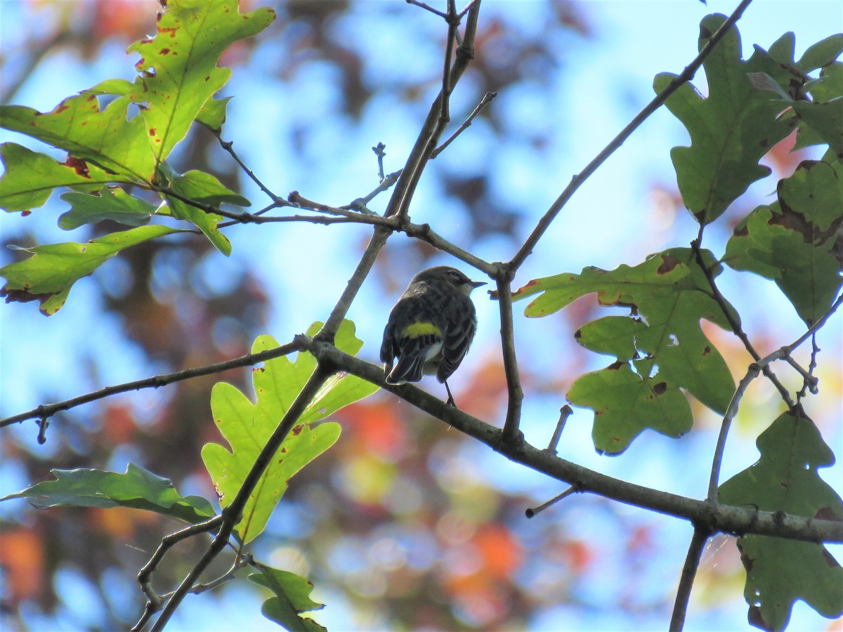 Yellow-rumped Warbler - ML272460121