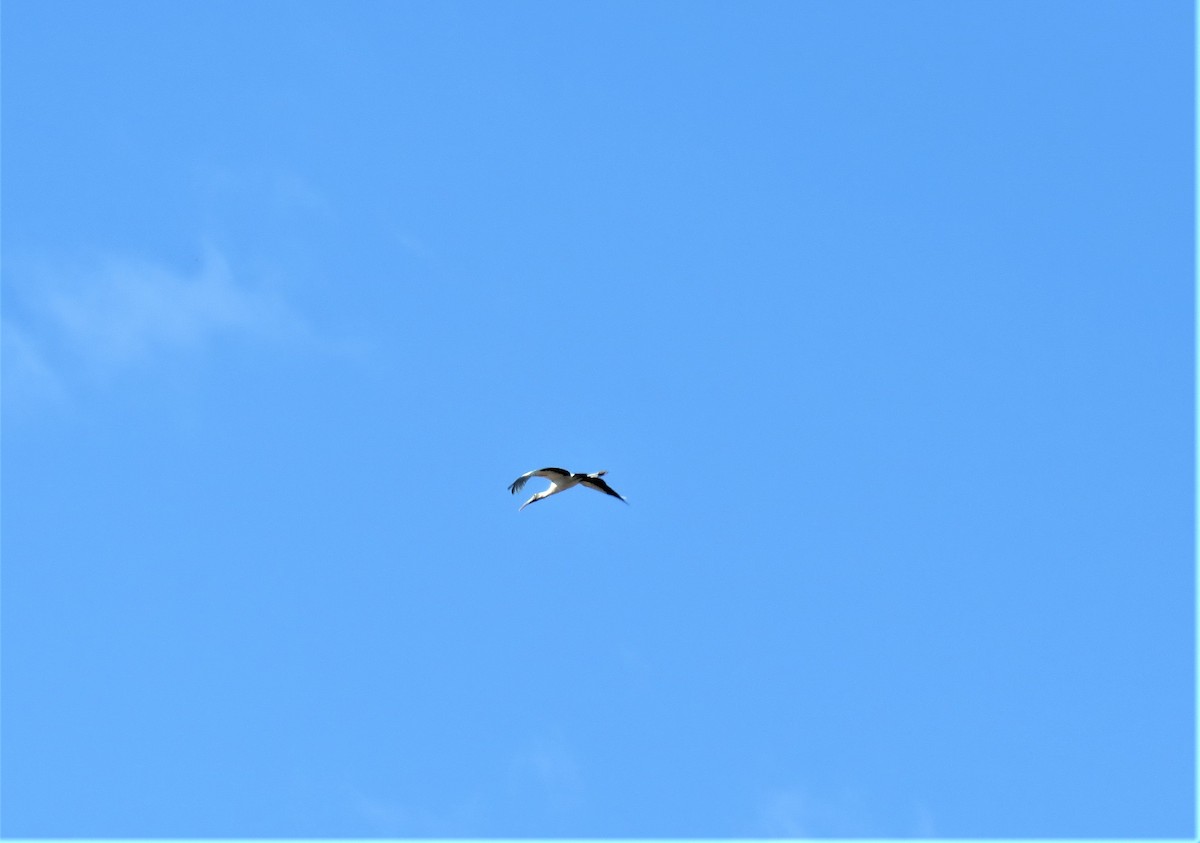 Wood Stork - ML272461221