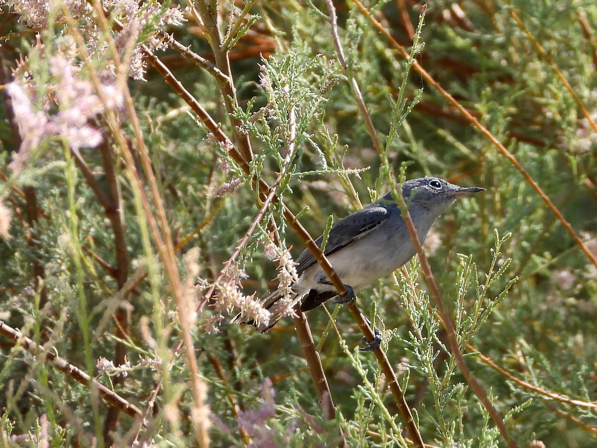 Gobemoucheron gris-bleu - ML272461471