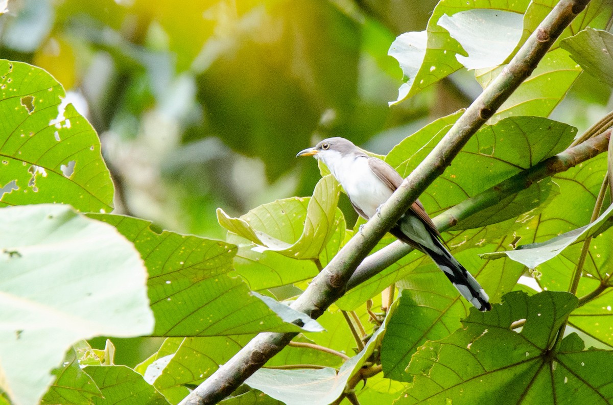 Yellow-billed Cuckoo - ML272461601