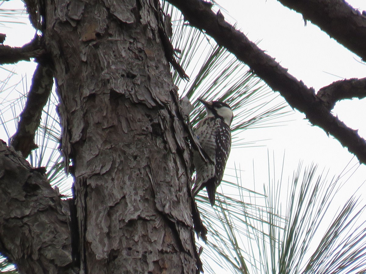 Red-cockaded Woodpecker - ML272462221