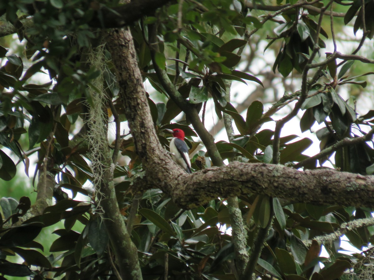 Red-headed Woodpecker - ML272462751