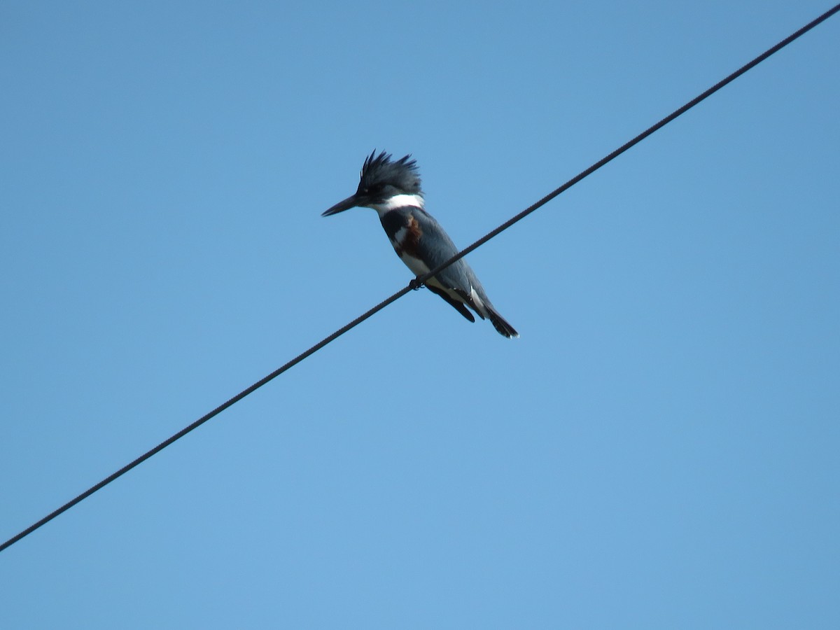 Belted Kingfisher - ML272462981