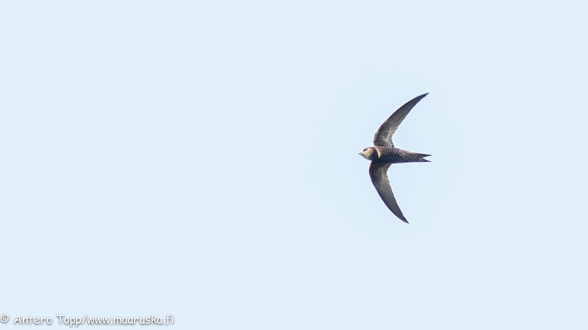 Malagasy Swift - Antero Topp