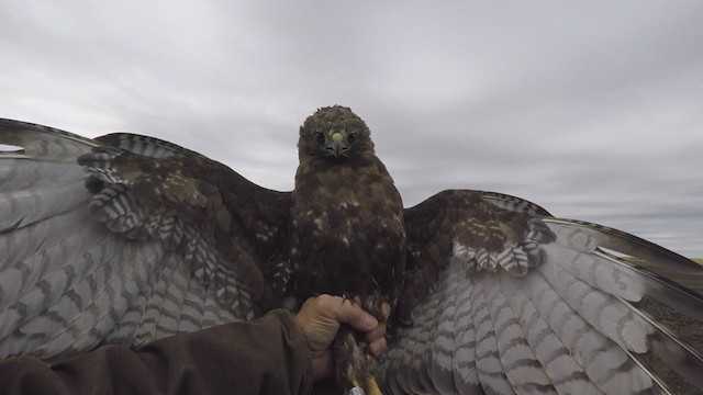 Red-tailed Hawk (calurus/abieticola) - ML272463141