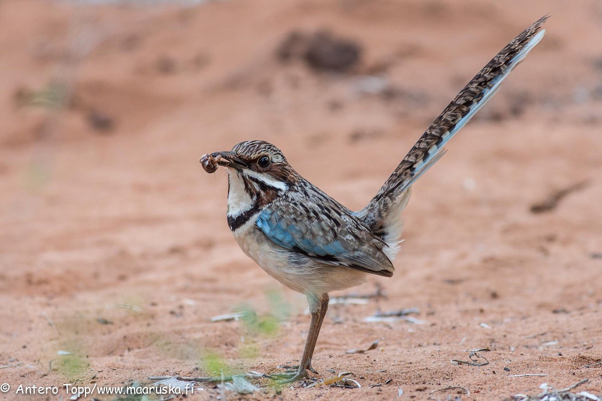 Long-tailed Ground-Roller - ML27246321