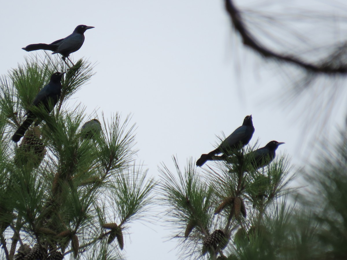 Boat-tailed Grackle - ML272463231