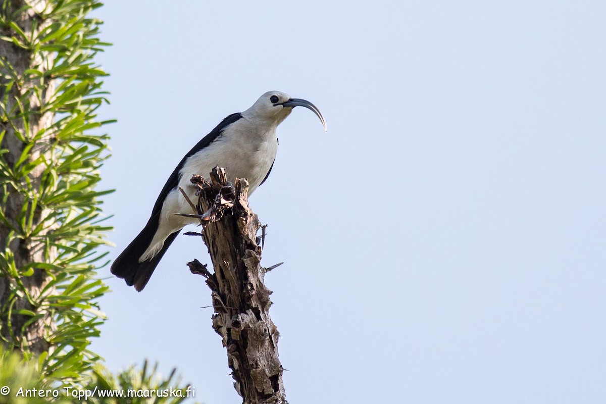 Sickle-billed Vanga - Antero Topp