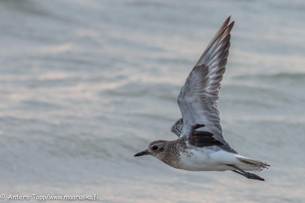 Black-bellied Plover - ML27246361