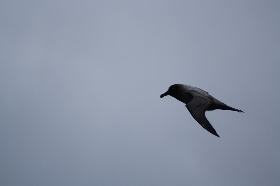 Light-mantled Albatross - ML27246421