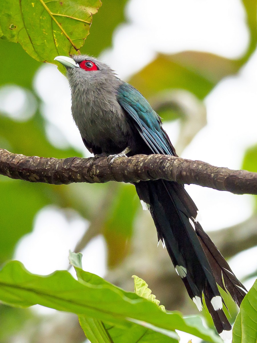 Black-bellied Malkoha - ML272464511