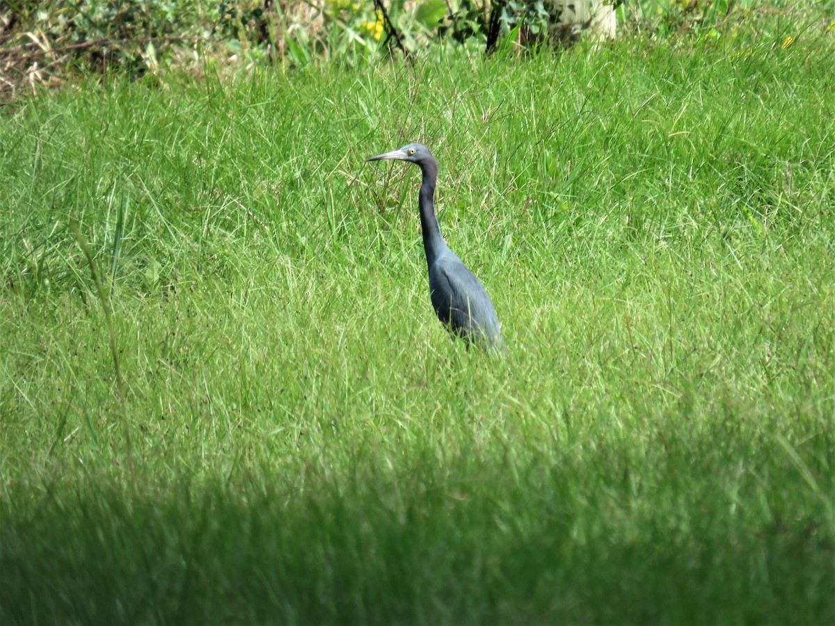 Little Blue Heron - ML272465041