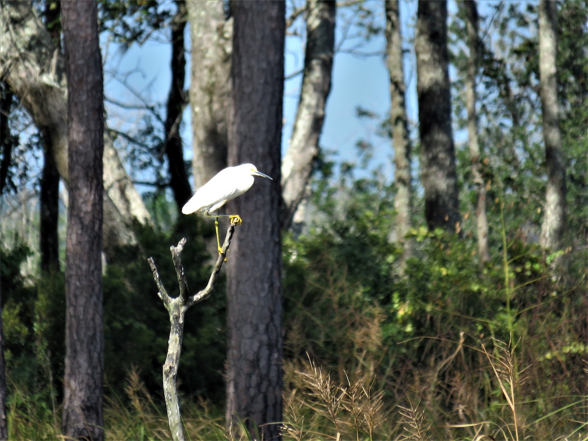 Snowy Egret - ML272465601