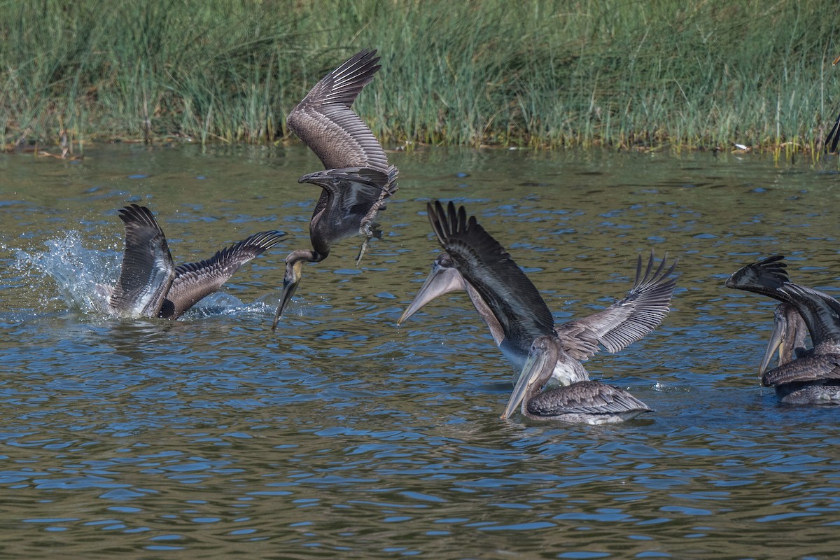 Brown Pelican - Susan Teefy