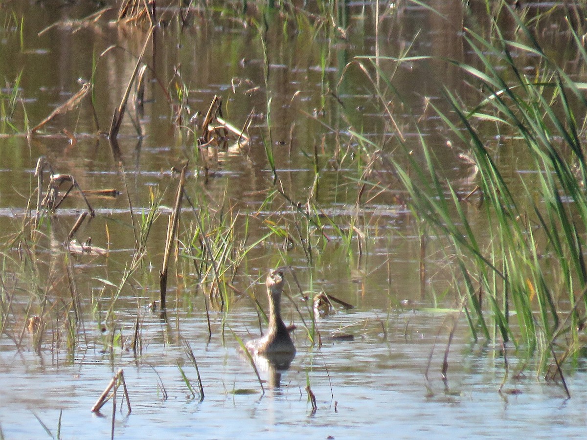 Pied-billed Grebe - ML272466121