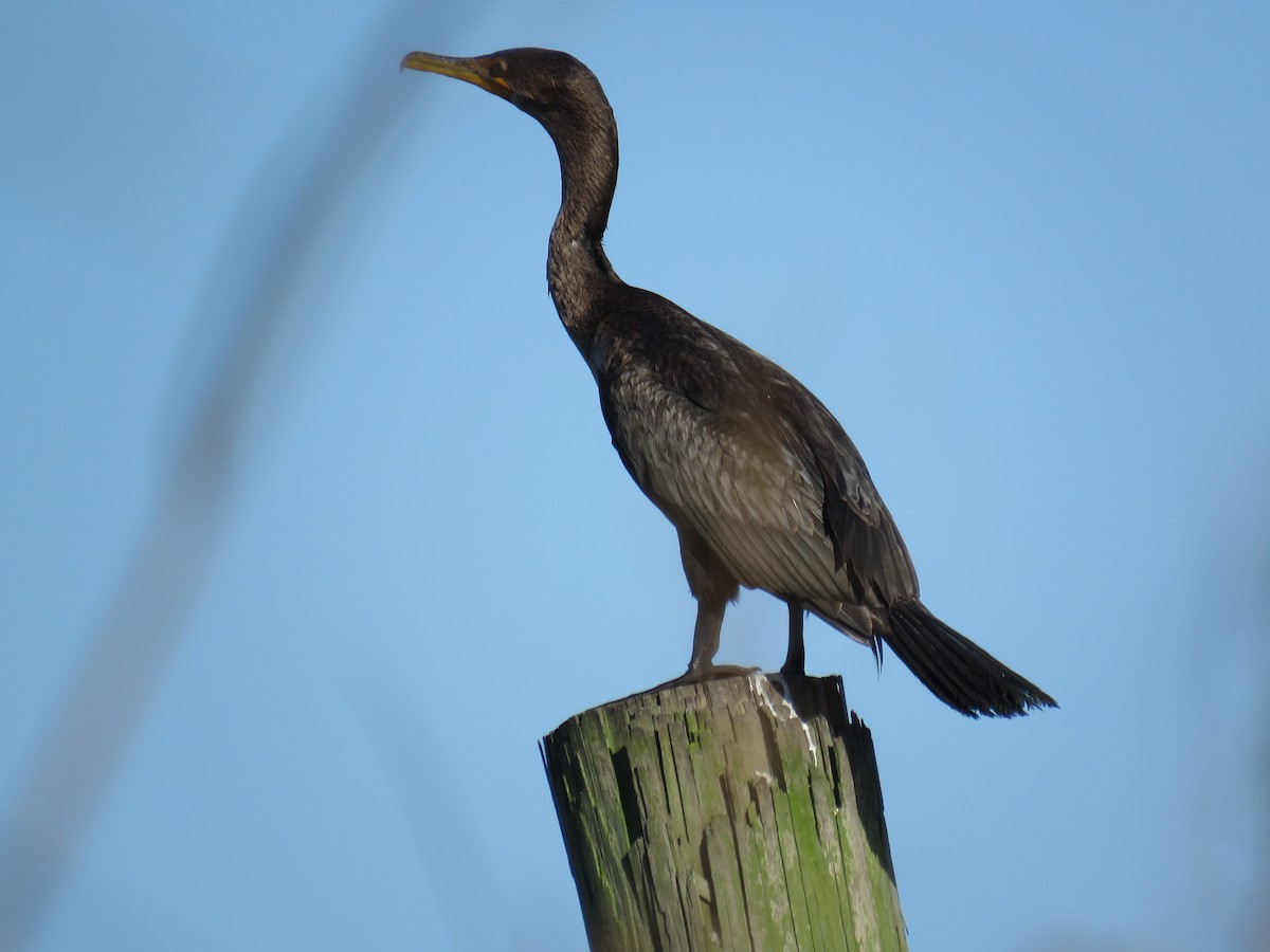 Double-crested Cormorant - ML272466301