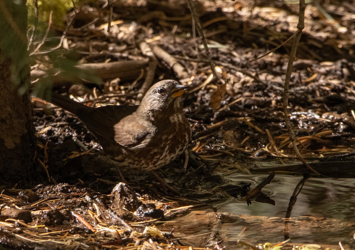 Fox Sparrow - ML272467351