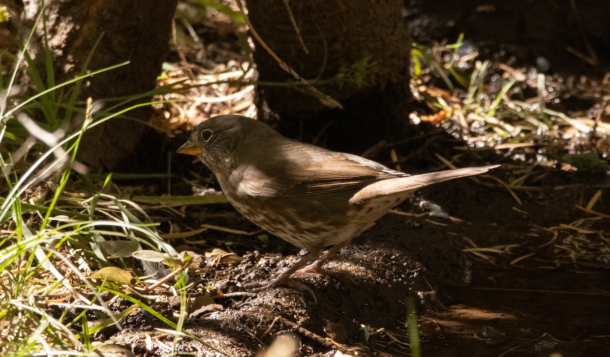 Fox Sparrow - ML272467381