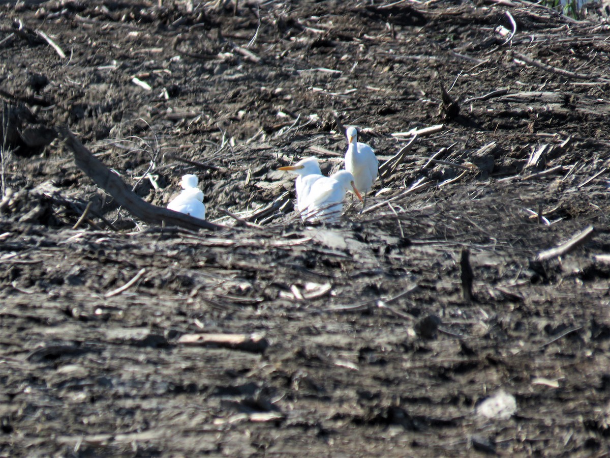 Western Cattle Egret - ML272468291