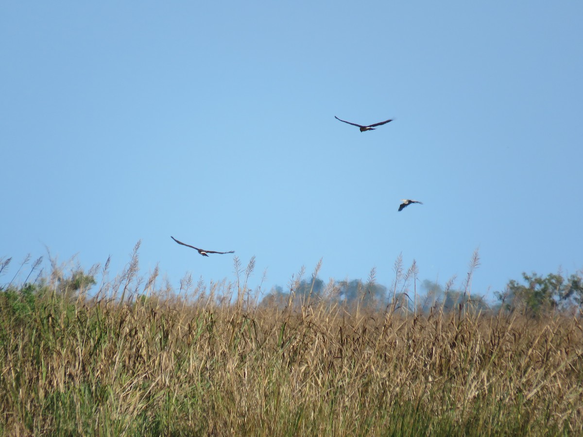 Northern Harrier - ML272468411