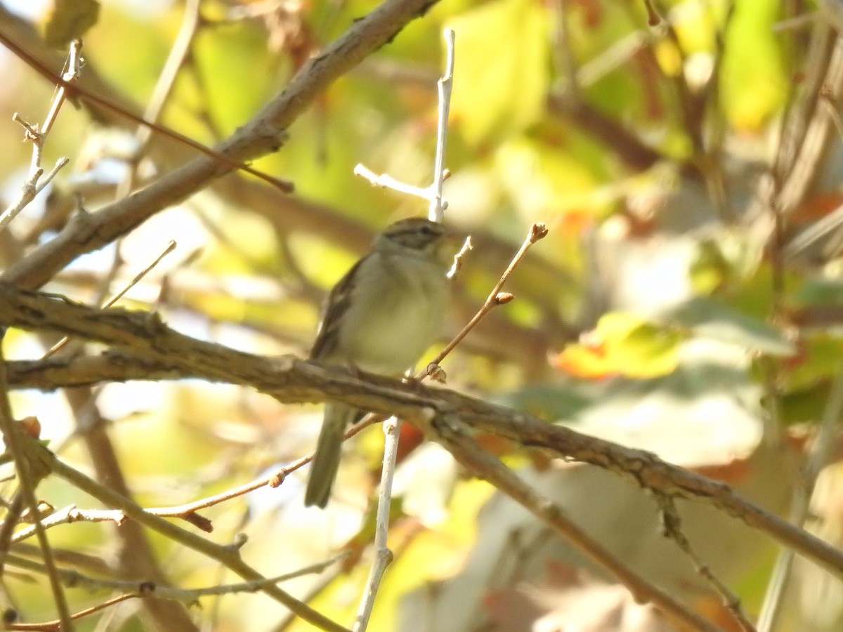 Chipping Sparrow - ML272468541