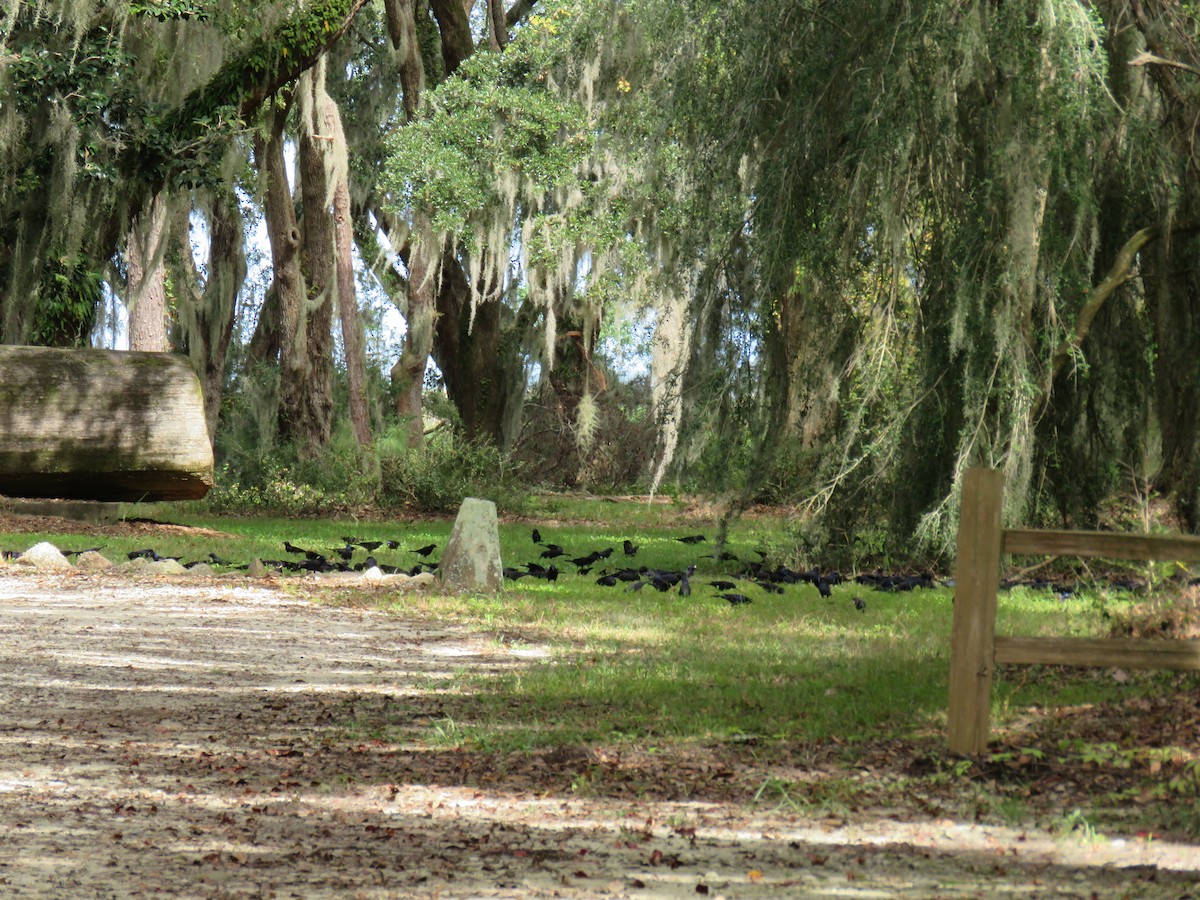 Common Grackle - ML272469571