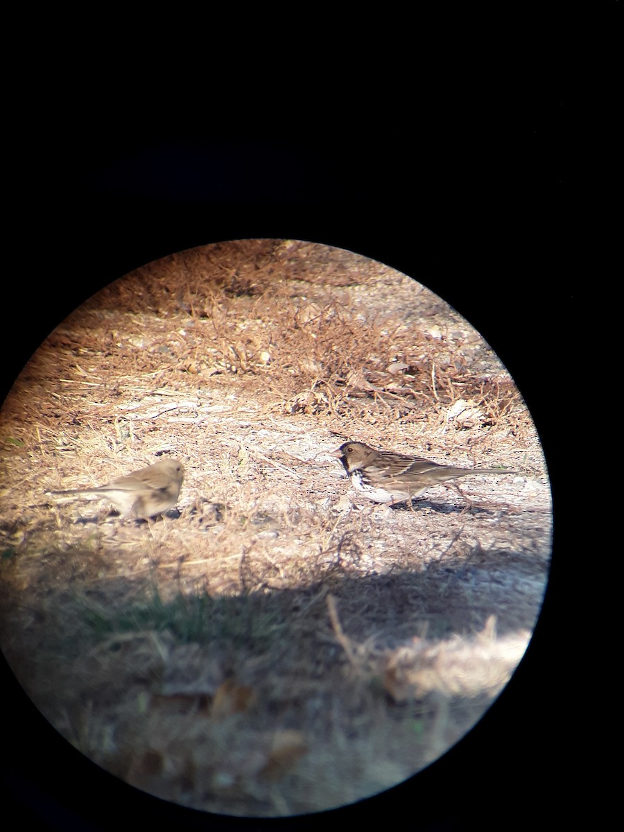 Harris's Sparrow - ML272469751