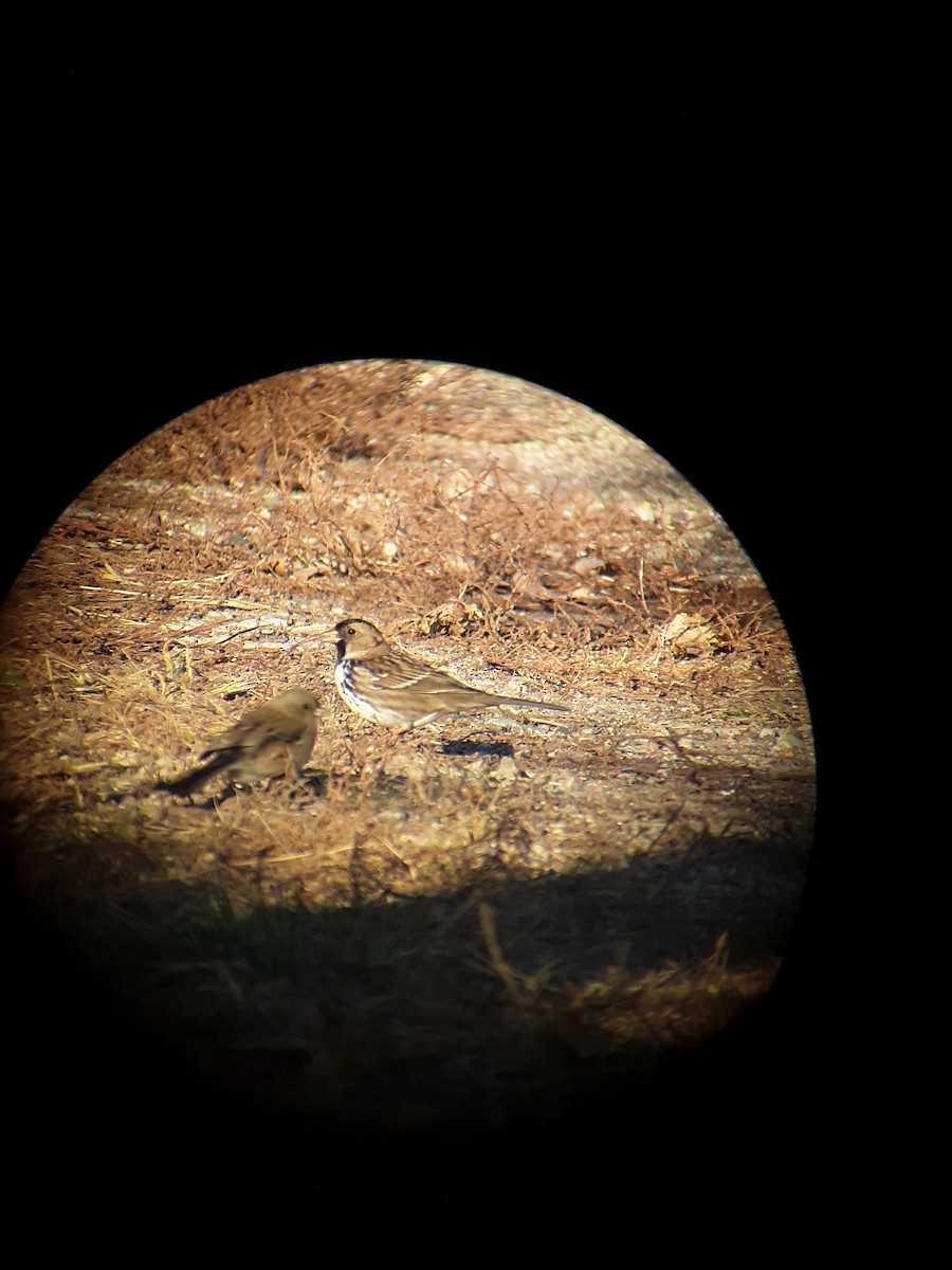 Harris's Sparrow - ML272469781