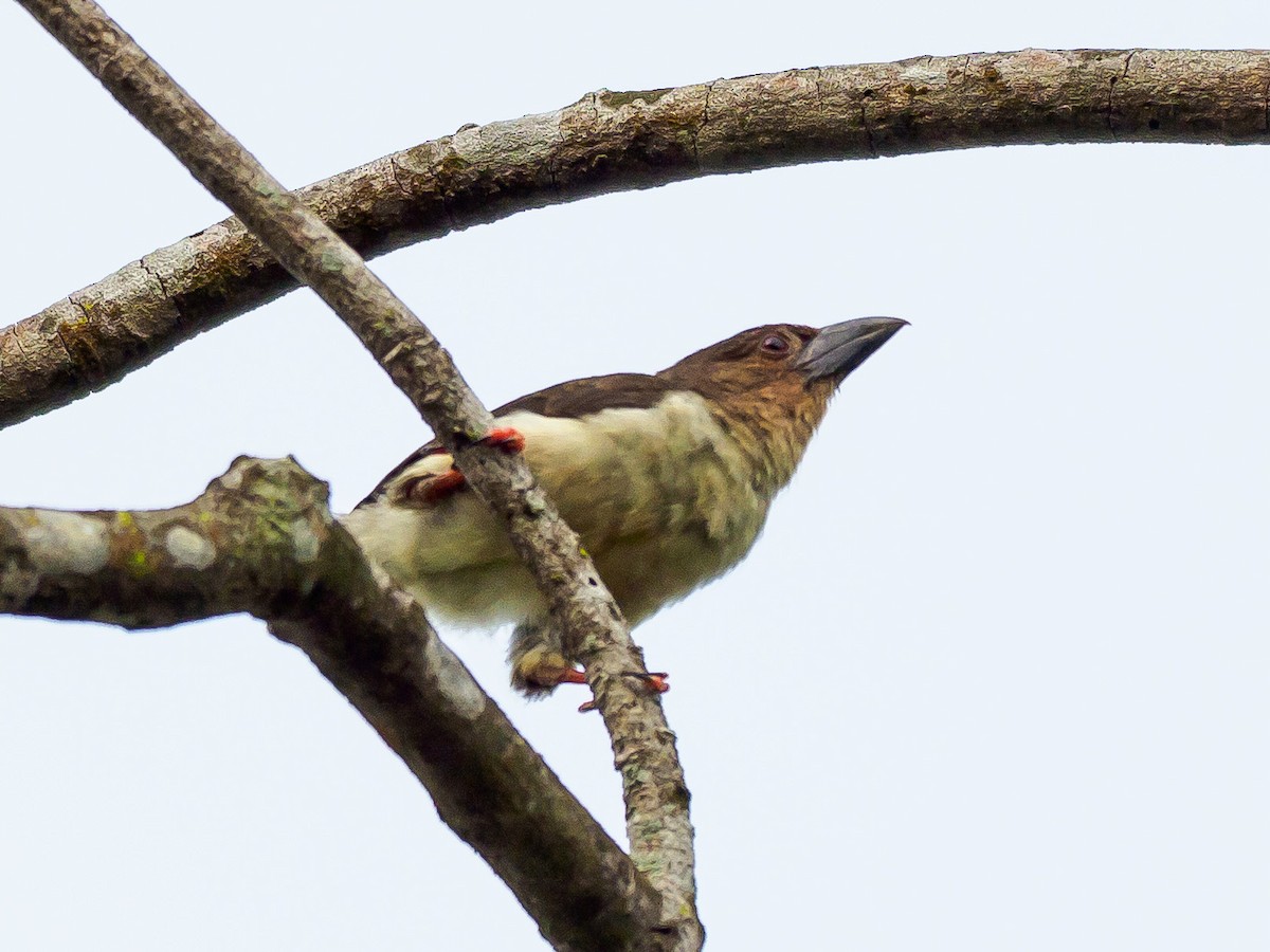 Barbudo Pardo de Malasia - ML272469881